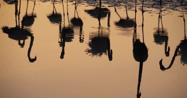 Greater Flamingos Phoenicopterus Roseus Pont Gau Camargue França Reflexão Água — Vídeo de Stock