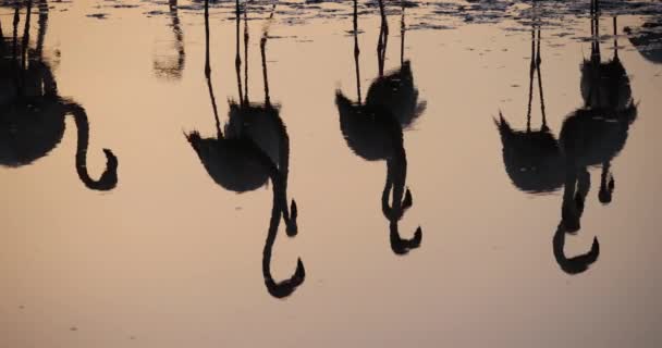 Större Flamingos Phoenicopterus Roseus Pont Gau Camargue Frankrike Reflektion Vatten — Stockvideo