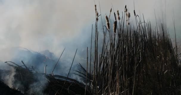 Γεωργία Φωτιά Στην Ύπαιθρο — Αρχείο Βίντεο