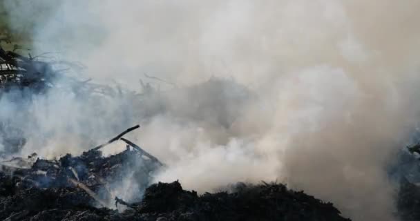 Γεωργία Φωτιά Στην Ύπαιθρο — Αρχείο Βίντεο