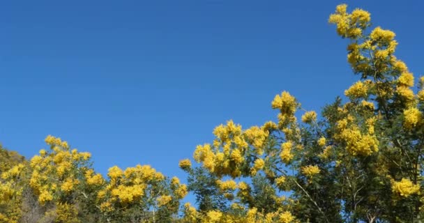 Acacia Dealbata Connu Sous Nom Bouvier Argenté Provence France Massif — Video