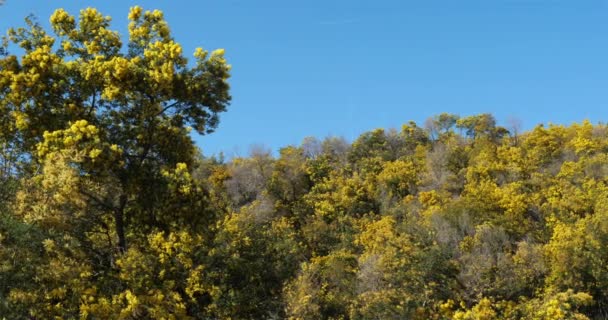 Acacia Dealbata Conhecida Como Wattle Prata Provence França Maciço Tanneron — Vídeo de Stock