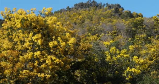 Acacia Dealbata Known Silver Wattle Provence France Massif Tanneron Covered — Stock Video