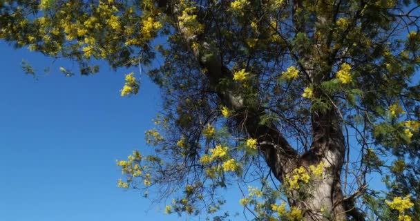 Acacia Dealbata Известный Серебряный Подбородок Прованс Франция Массив Таннерона Покрыт — стоковое видео