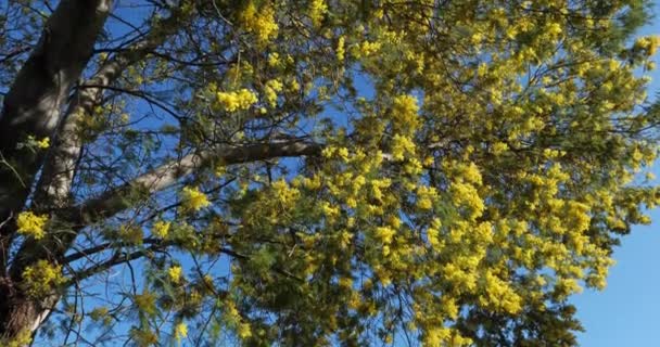 Acacia Dealbata Conocida Como Silver Wattle Provenza Francia Macizo Tanneron — Vídeo de stock