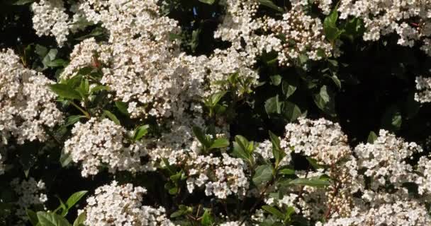 Viburnum Tinus Laurustinus Або Laurustine Вид Квіткових Рослин Родині Adoxaceae — стокове відео