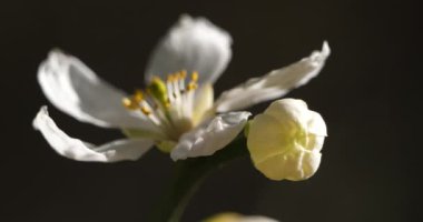 Citrus trifoliata ya da Poncirus trifoliata olarak da bilinir.? 