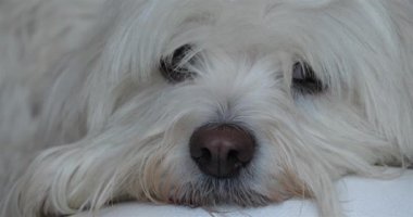 Bir Coton de Tulear.