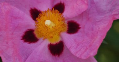 Cistus purpureus Bahçede çiçek açıyorum 