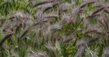 Hordeum murinum, yaygın olarak duvar arpası ya da sahte arpa olarak bilinir. Çiçekleri kaplayan çiy taneleri..