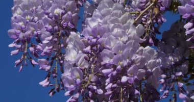 Wisteria Çiçek Detay.