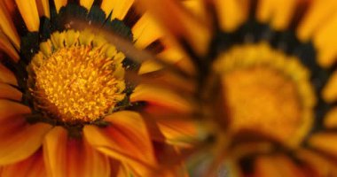 Gazania rigens, bazen hazine çiçeği olarak adlandırılır.