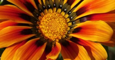 Gazania rigens, bazen hazine çiçeği olarak adlandırılır.