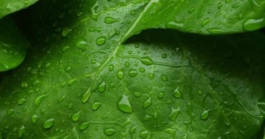 Yapraklar üzerindeki fırtına sırasında yağmur damlaları.