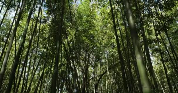 Bosque Bambú Montpellier Occitanie Francia — Vídeo de stock