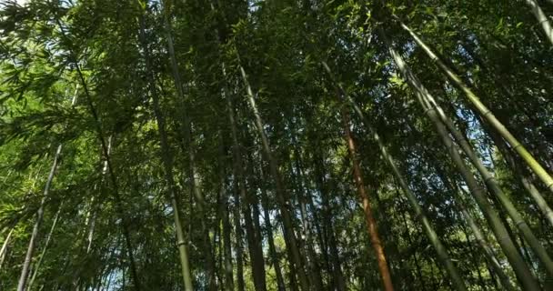 Δάσος Μπαμπού Στο Μονπελιέ Occitanie Γαλλία — Αρχείο Βίντεο