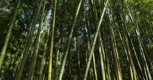 Bosque Bambú Montpellier Occitanie Francia — Vídeo de stock