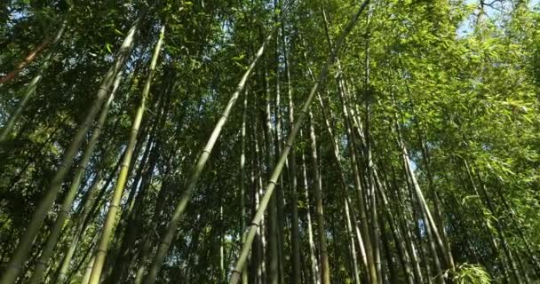 Bosque Bambú Montpellier Occitanie Francia — Vídeo de stock