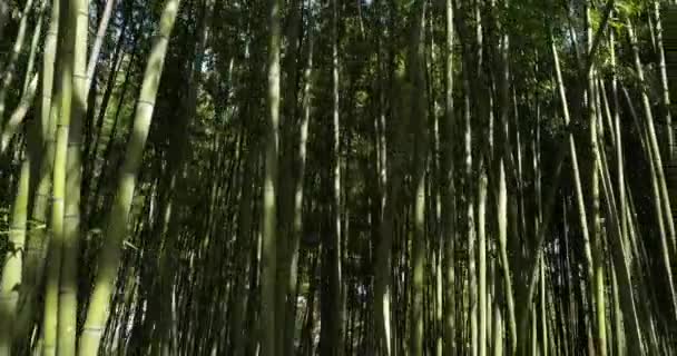 Foresta Bambù Montpellier Occitanie Francia — Video Stock
