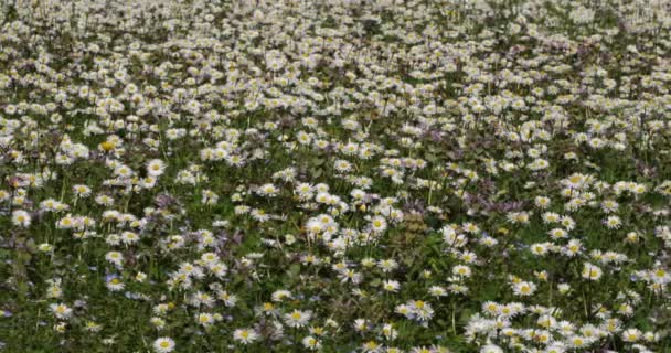 Field Common European Species Daisies — Stock Video