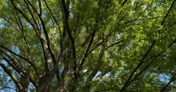 Japán Zelkova Más Néven Japán Szilfa Vagy Keyaki — Stock videók