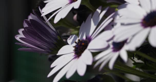 Osteospermum Ecklonis Известный Маргаритка Африканская — стоковое видео