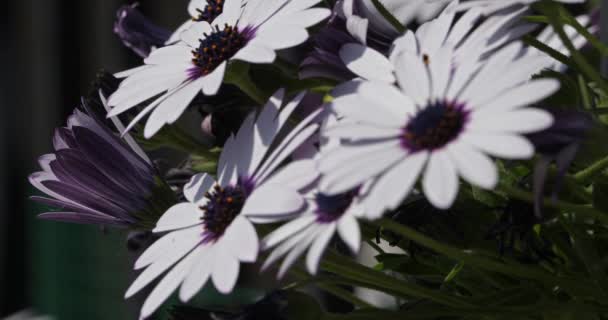 Osteospermum Ecklonis Conocida Como Las Margaritas Margaritas Africanas — Vídeos de Stock