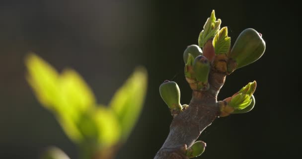 Ficus Carica Bekend Als Gewone Vijg Groei Van Fruit Tijdens — Stockvideo