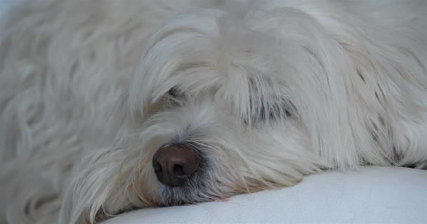 Coton Tulear — Vídeo de stock