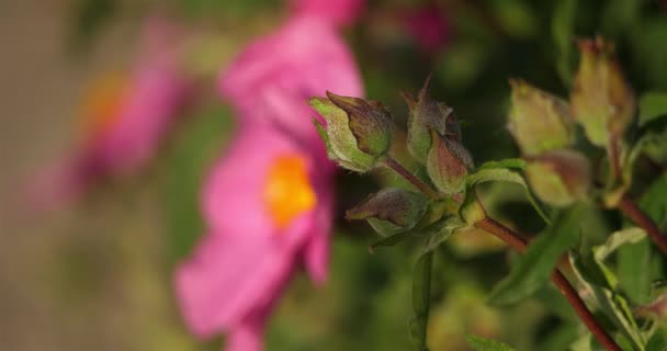 Cistus Purpureus Lam Florescendo Jardim — Vídeo de Stock