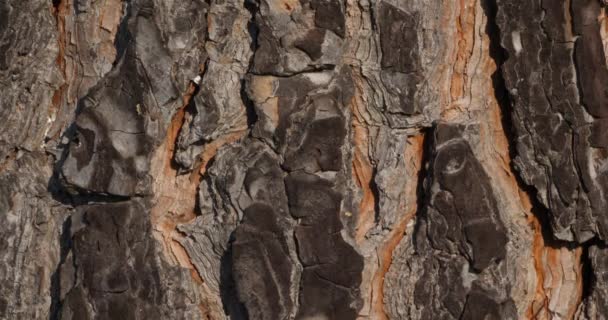 Detalhes Casca Árvore Alfinete — Vídeo de Stock