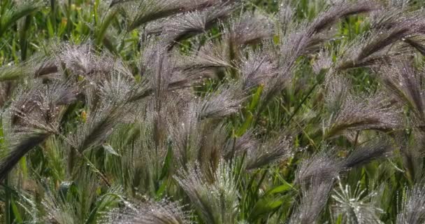 一般的にはウォール大麦または偽大麦として知られているHordeumのウラン 朝の植物を覆う露 — ストック動画