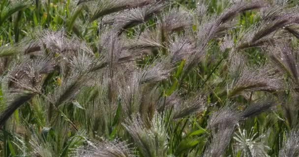 Hordeum Murinum Allmänt Känt Som Väggkorn Eller Falskt Korn Daggen — Stockvideo