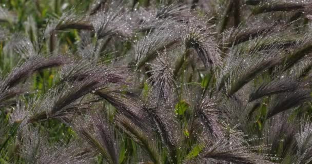 墙大麦 假大麦 晨露覆盖着植物 — 图库视频影像