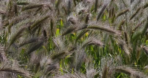 Hordeum Murinum Allgemein Bekannt Als Mauergerste Oder Falsche Gerste Der — Stockvideo