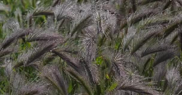 Hordeum Murinum Comunemente Noto Come Orzo Parete Falso Orzo Rugiada — Video Stock