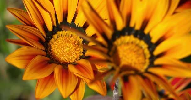 Gazania Rigens Veces Llamada Flor Del Tesoro — Vídeos de Stock