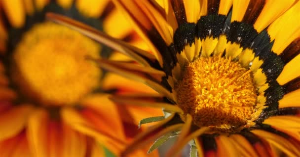 Gazania Rigens Veces Llamada Flor Del Tesoro — Vídeo de stock