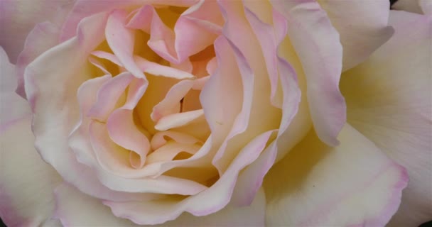 Detalle Una Rosa Flores Ornamentales — Vídeo de stock