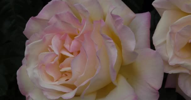Λεπτομέρεια Τριαντάφυλλου Διακοσμητικά Άνθη — Αρχείο Βίντεο