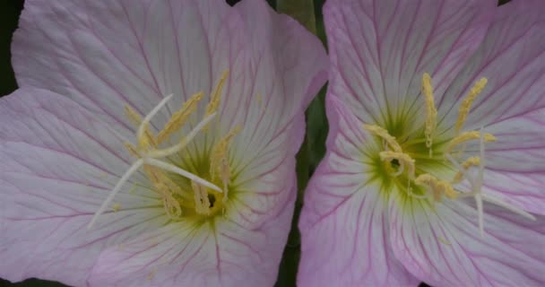 Oenothera Speciosa 被称为Pinkladies Pink Evening Primrose Showy Evening Primrose Mexican — 图库视频影像