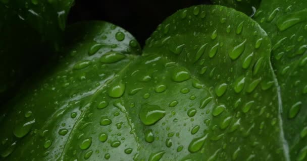 Lluvia Cayendo Durante Una Tormenta Sobre Las Hojas — Vídeos de Stock