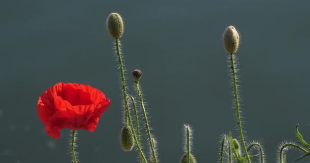 Rode Klaprozen Tegen Een Rivier — Stockvideo