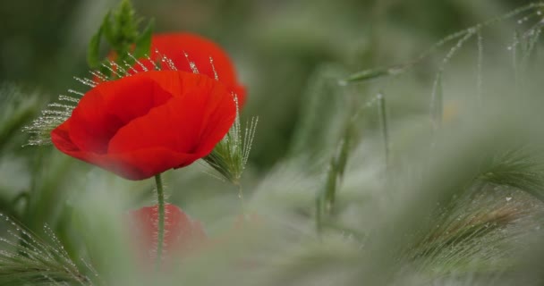 Red Poppies Morning Dew Meadows — Stock Video