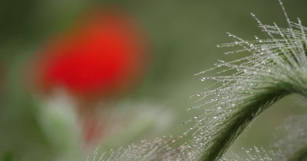 Red Poppies Morning Dew Meadows — Stock Video