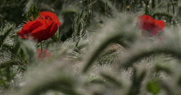 Rote Mohnblumen Der Morgentau Auf Den Wiesen — Stockvideo