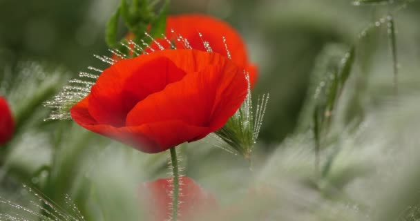 Rode Papaver Ochtenddauw Weiden — Stockvideo