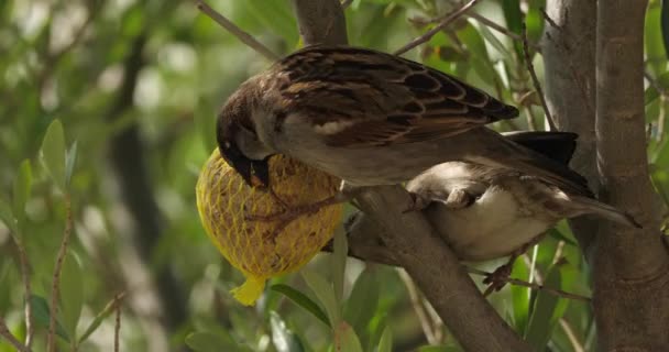 House Sparrow Eating Birdfeeder — Stock Video