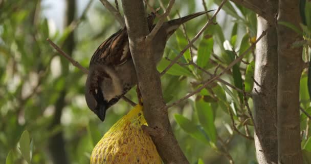 Gorrión Casa Comiendo Comedero Aves — Vídeos de Stock