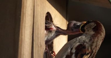 Serçeler. Ebeveynler genç kuşlara yemek veriyor.